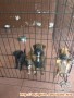 Adakah yang mau adopsi? (3 female dan 1 male)