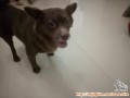 Anjing butuh diadopsi Surabaya