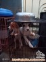 Anak anjing turunan