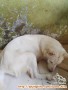 Need Adopter