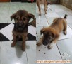 Mencari Adopter