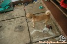 Hibah 2 ekor anjing
