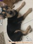 Hibah Corgi female mix 1.5th