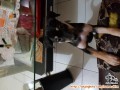 Hibah anak puppy