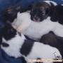Cari adopter