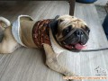 Pug jantan 8th, need adopter