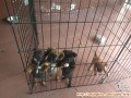 Dicari adopter
