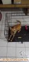Need adopter mix Chihuahua 1 thn
