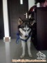 Dihibahkan Husky hanya untuk penyayang hewan