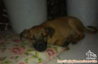 Need New Adopter