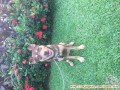 NEED NEW HOME