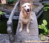 Hibah Golden Retriever