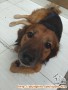 Hibah anjing mix golden lambrador