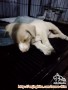 Hibah puppy mix golden labrador 2.5 bulan