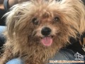 Anjing ditemukan dekat IKEA
