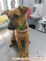 Butuh Adopter Kintamani Mix 3 bulan