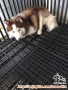 Butuh adopter untuk siberian husky jantan 5 thn