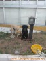 Hibah anjing