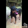 Adopsi mini pinscher dewasa