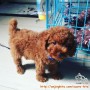 Adopsi Red Toy poodle