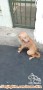 Need adopter