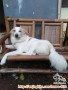 ANJING HILANG