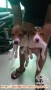 Semi hibah 2 puppy betina