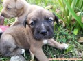 Adopsi anakan anjing