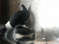 Hibah anak anjing 1 bulan