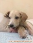 OPEN ADOPT PUPPY