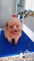 Open adopt red toy poodle