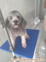 Open adopt silver toy poodle jantan