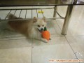 Open Adopsi