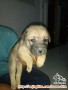 HIBAH ANAK ANJING MONGREL/NON RAS/KAMPUNG BETINA LUCU