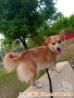 OPEN ADOPSI