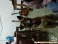 Husky Mix Tengger Surabaya
