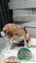 Hibah Beagle