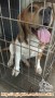 Hibah anjing beagle