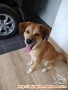 Open Adopt Mix Golden Betina 1 Thn Tangerang