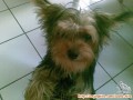 Anjing Hilang