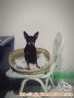 Hibah Anjing Miniature Pinscher