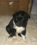 Hibah 2 puppy mix papilon hitam betina FREE
