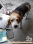 Adopsi Beagle umur 7th