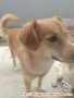 Yang bersedia adopsi