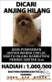 Anjing POMMERIAN HILANG DAERAH CENGKARENG CITY RESORT