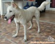 Hibah anjing kintamani