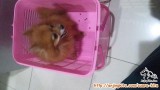 Hibah anjing pom