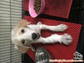 Open Adopt anjing labrador mix golden