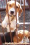 Hibah anjing beagle