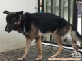 Hibah Anjing Herder